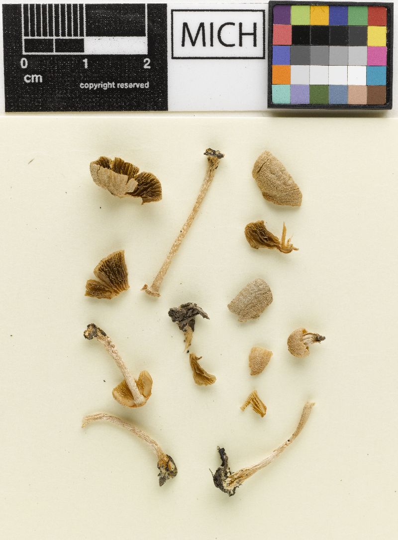 Psathyrella melleipallida image