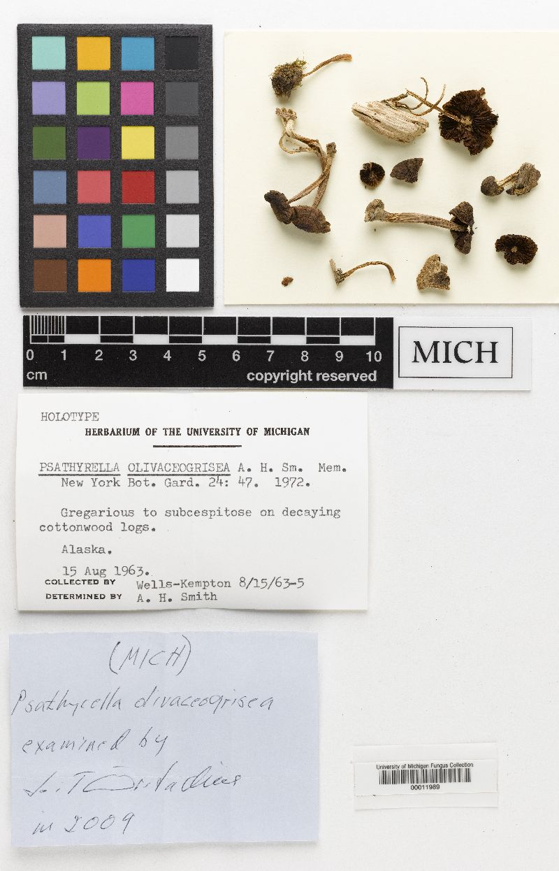Psathyrella olivaceogrisea image