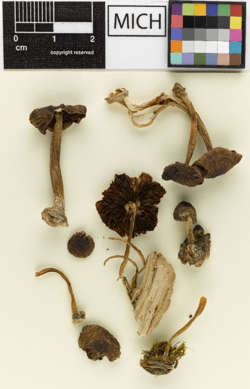 Psathyrella olivaceogrisea image