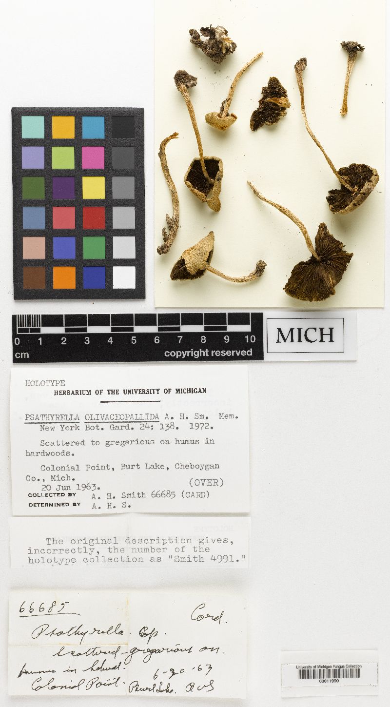 Psathyrella olivaceopallida image