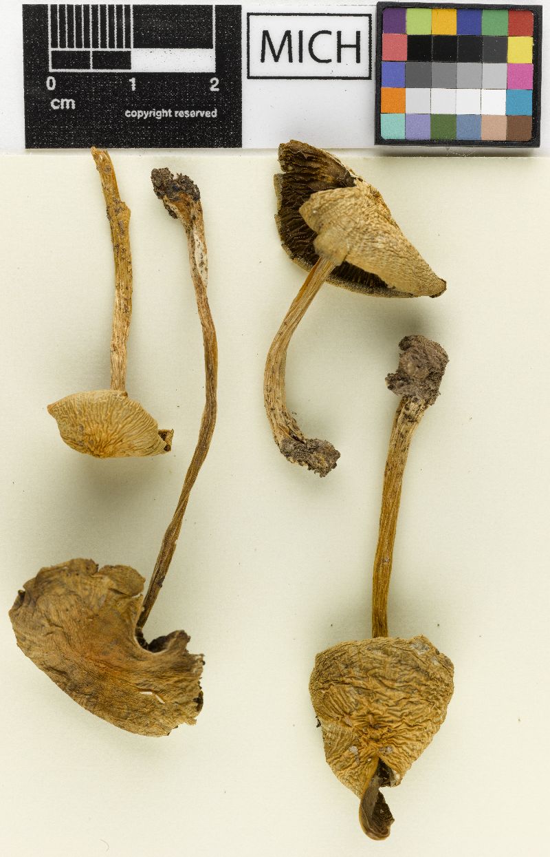 Psathyrella olivaceopallida image