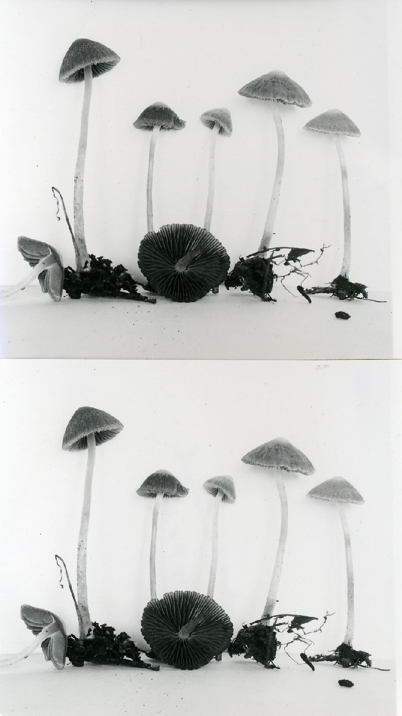 Psathyrella opacipes image