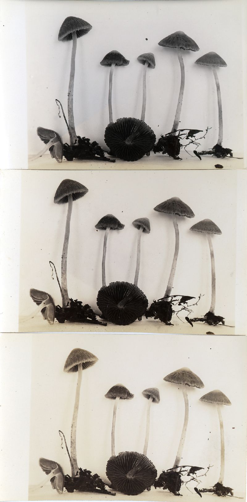 Psathyrella opacipes image