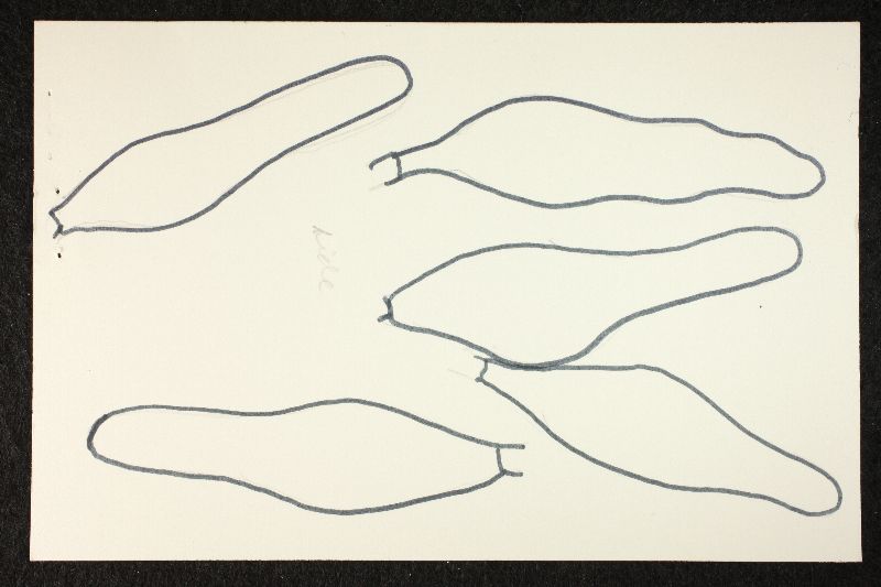 Psathyrella ophirensis image