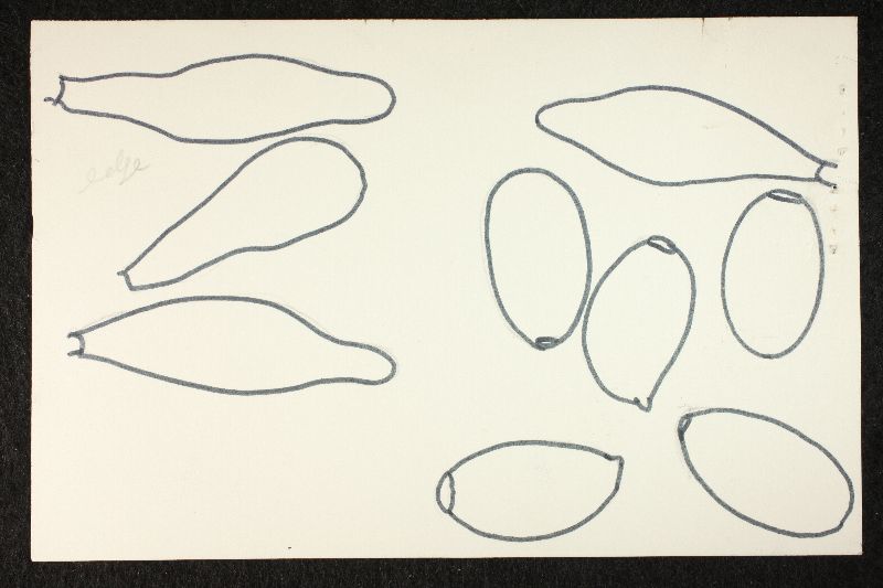 Psathyrella ophirensis image
