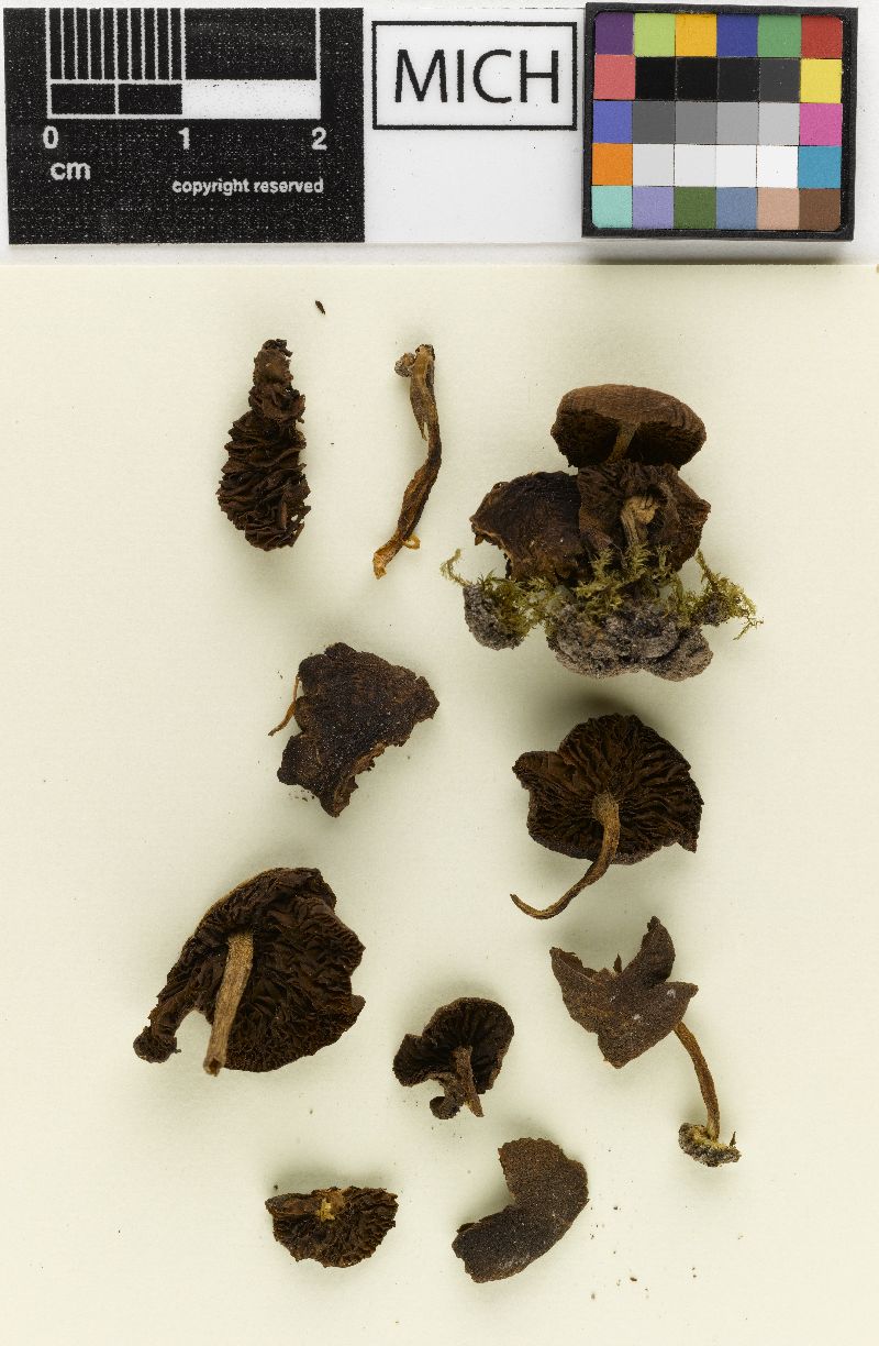 Psathyrella ovalispora image