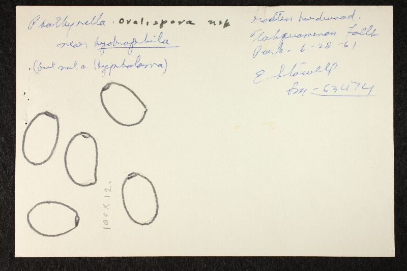 Psathyrella ovalispora image