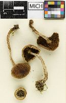 Psathyrella paradoxa image