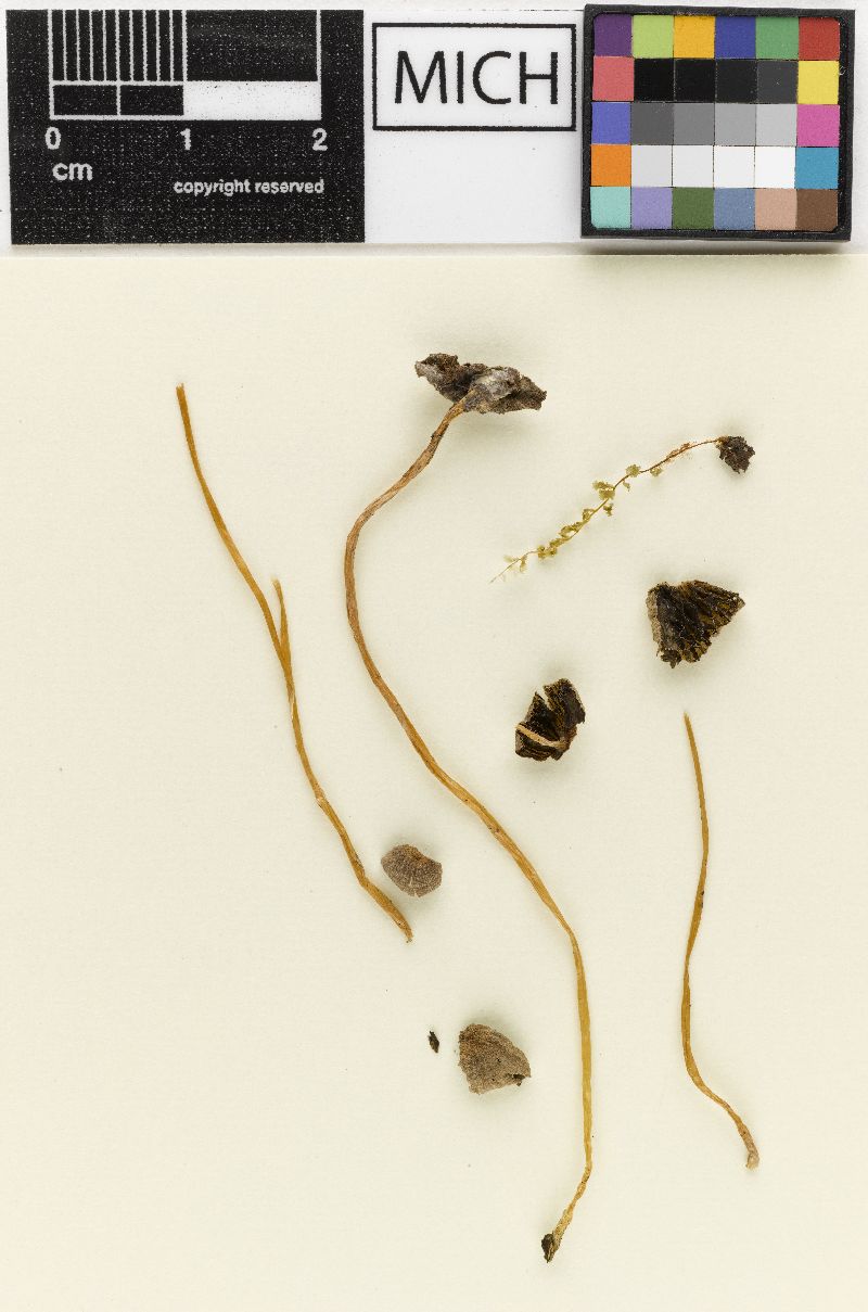 Psathyrella parvicystis image