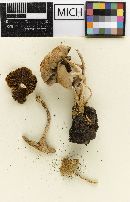 Psathyrella parvivelosa image