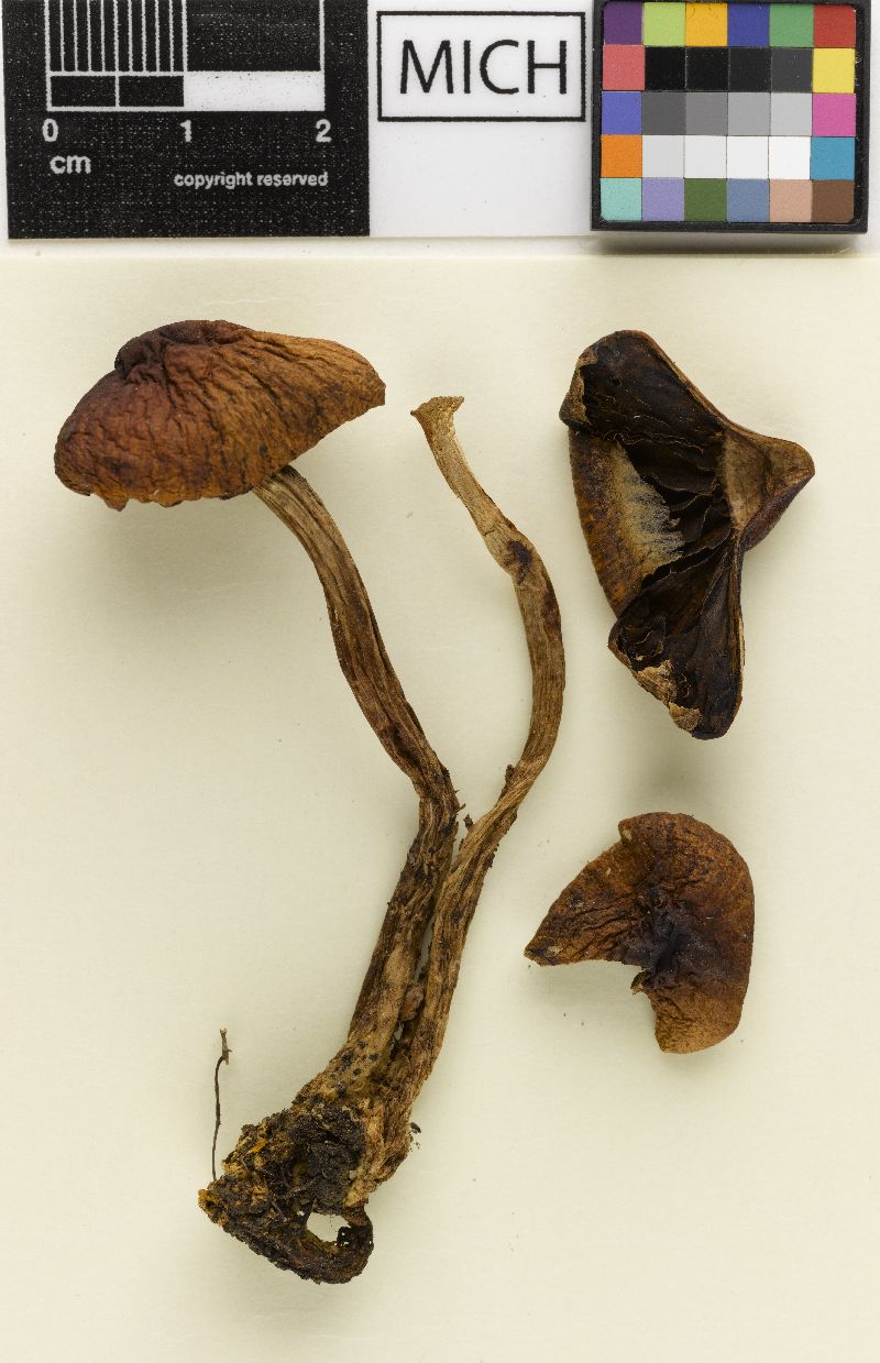 Psathyrella piceicola image