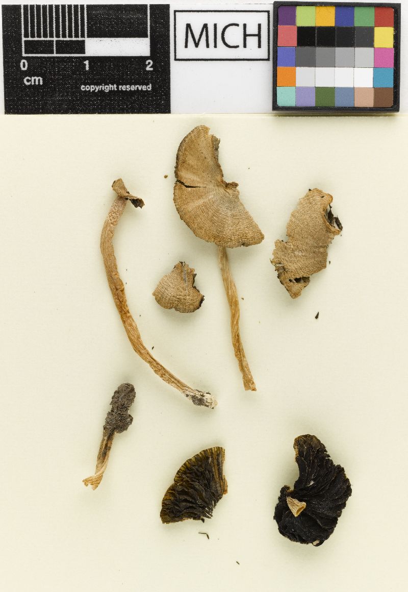 Psathyrella pinicola image