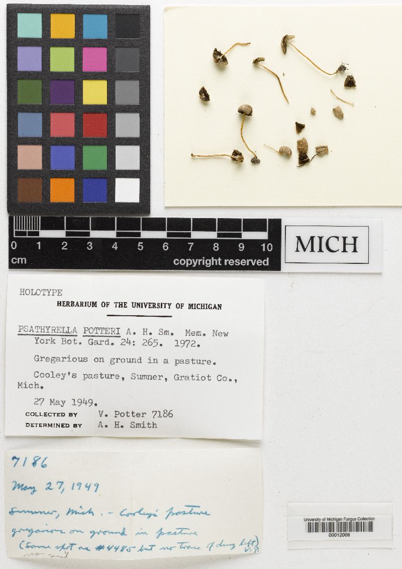Psathyrella potteri image