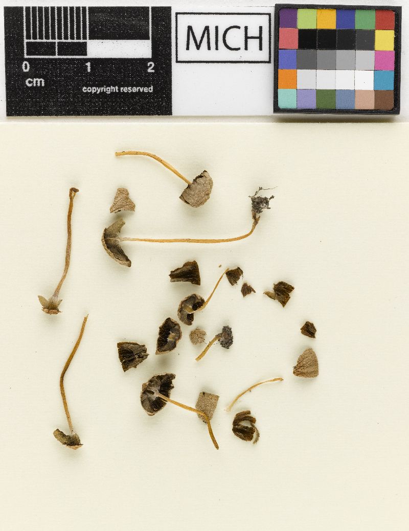 Psathyrella potteri image