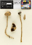 Psathyrella praecox image