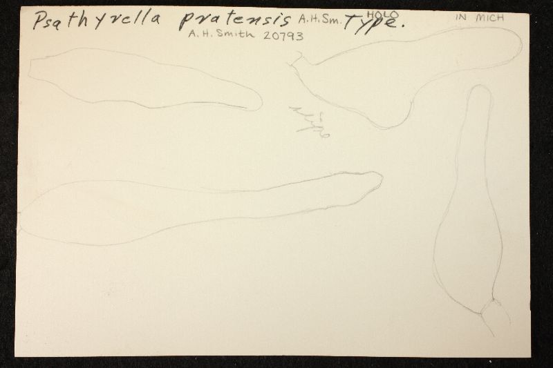 Psathyrella pratensis image