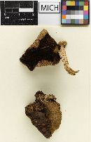 Psathyrella propinqua image