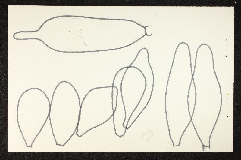 Psathyrella psammophila image