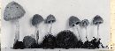 Psathyrella psammophila image