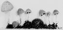 Psathyrella psammophila image