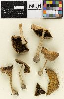 Psathyrella pseudocandolleana image