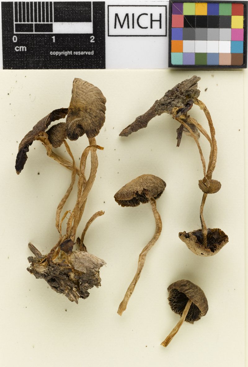 Psathyrella pseudocorrugata image