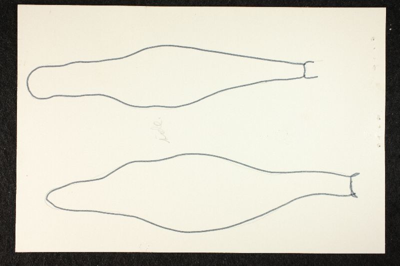 Psathyrella pseudocorrugata image