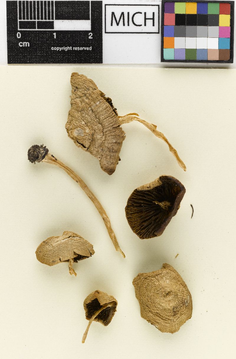 Psathyrella pseudocoronata image