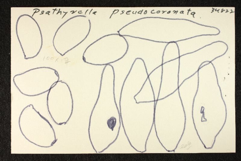 Psathyrella pseudocoronata image