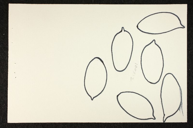 Psathyrella pseudocotonea image