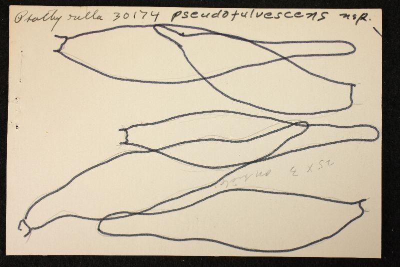 Psathyrella pseudofulvescens image