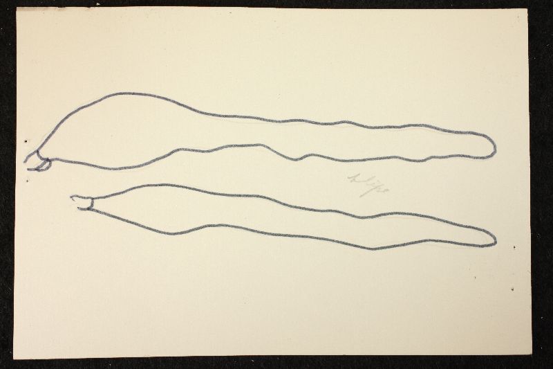Psathyrella pseudofulvescens image