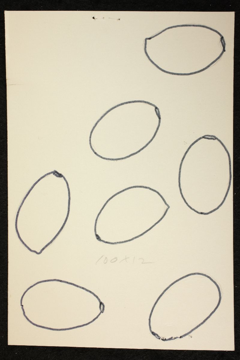 Psathyrella pseudofulvescens image