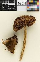 Psathyrella pseudolarga image