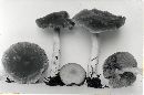 Psathyrella pseudolarga image