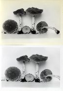 Psathyrella pseudolarga image