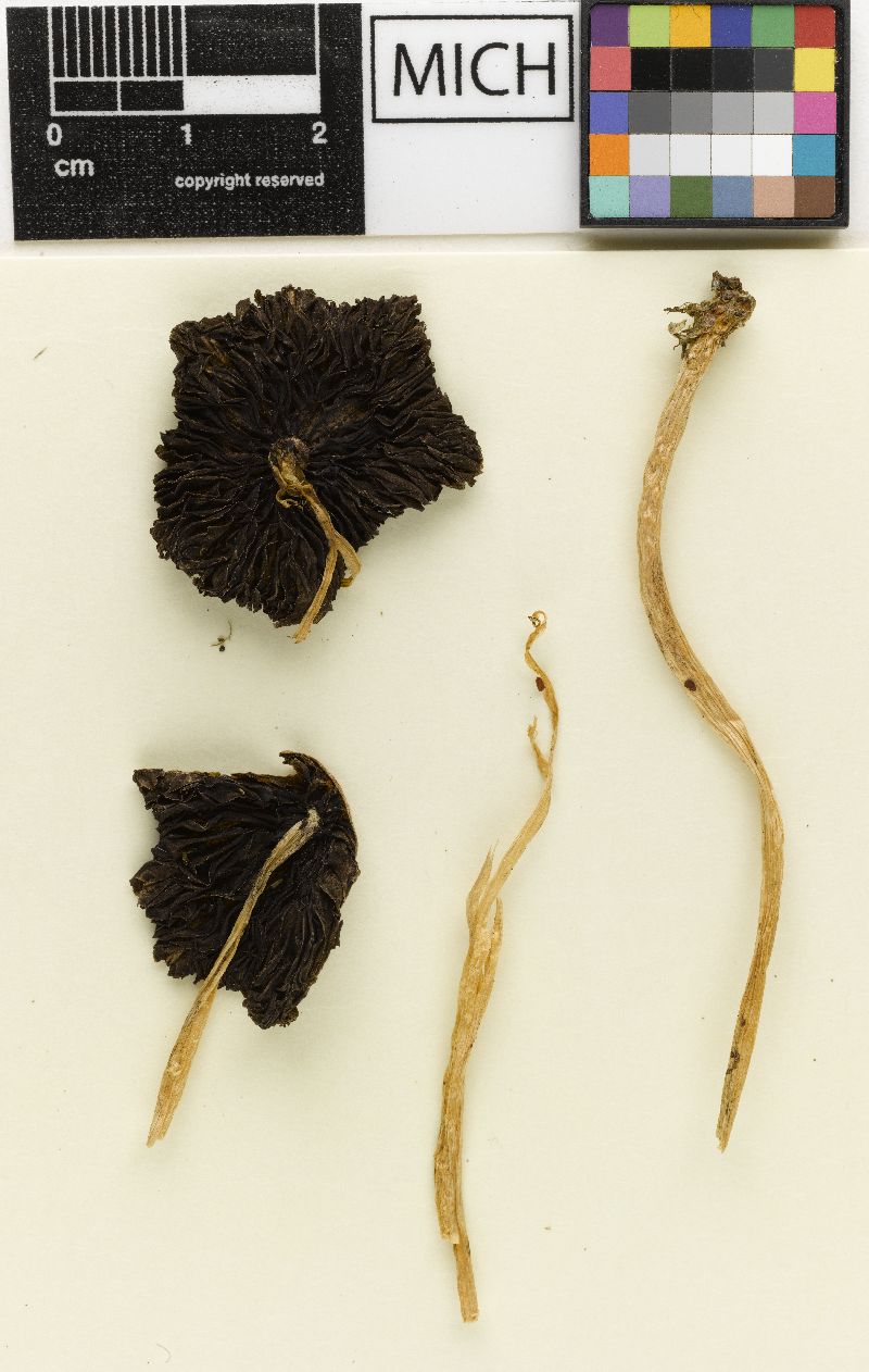 Psathyrella pseudolongipes image