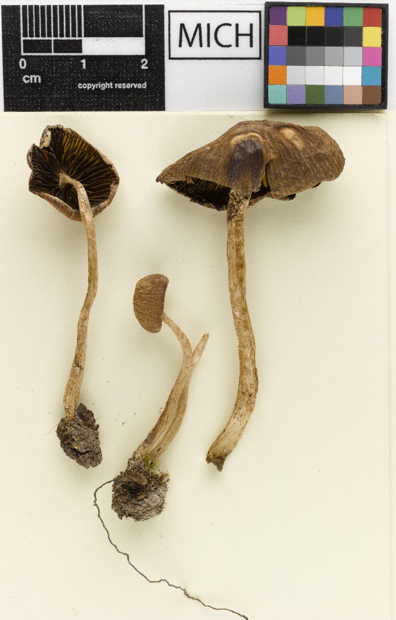 Psathyrella pseudoparadoxa image