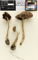 Psathyrella pseudoparadoxa image