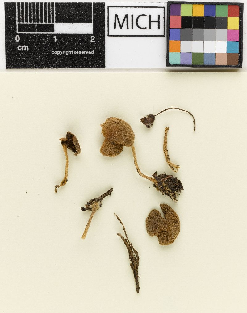 Psathyrella pseudosenex image