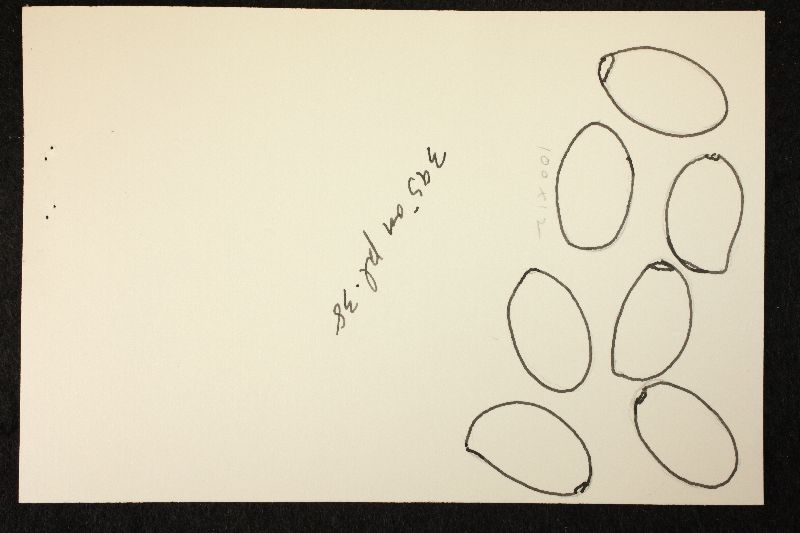 Psathyrella pseudosenex image