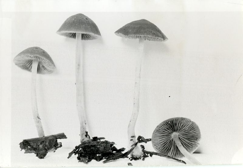 Psathyrella pseudovernalis image