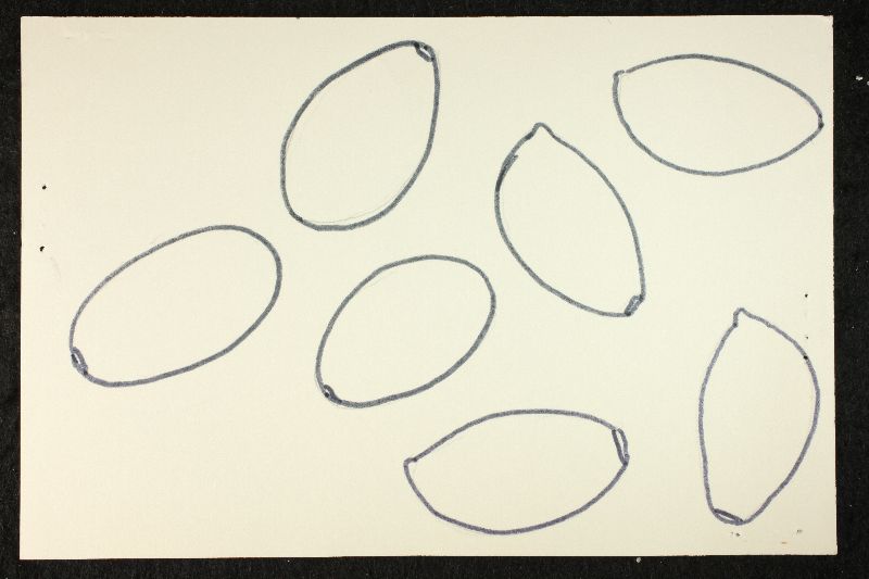Psathyrella rainierensis image