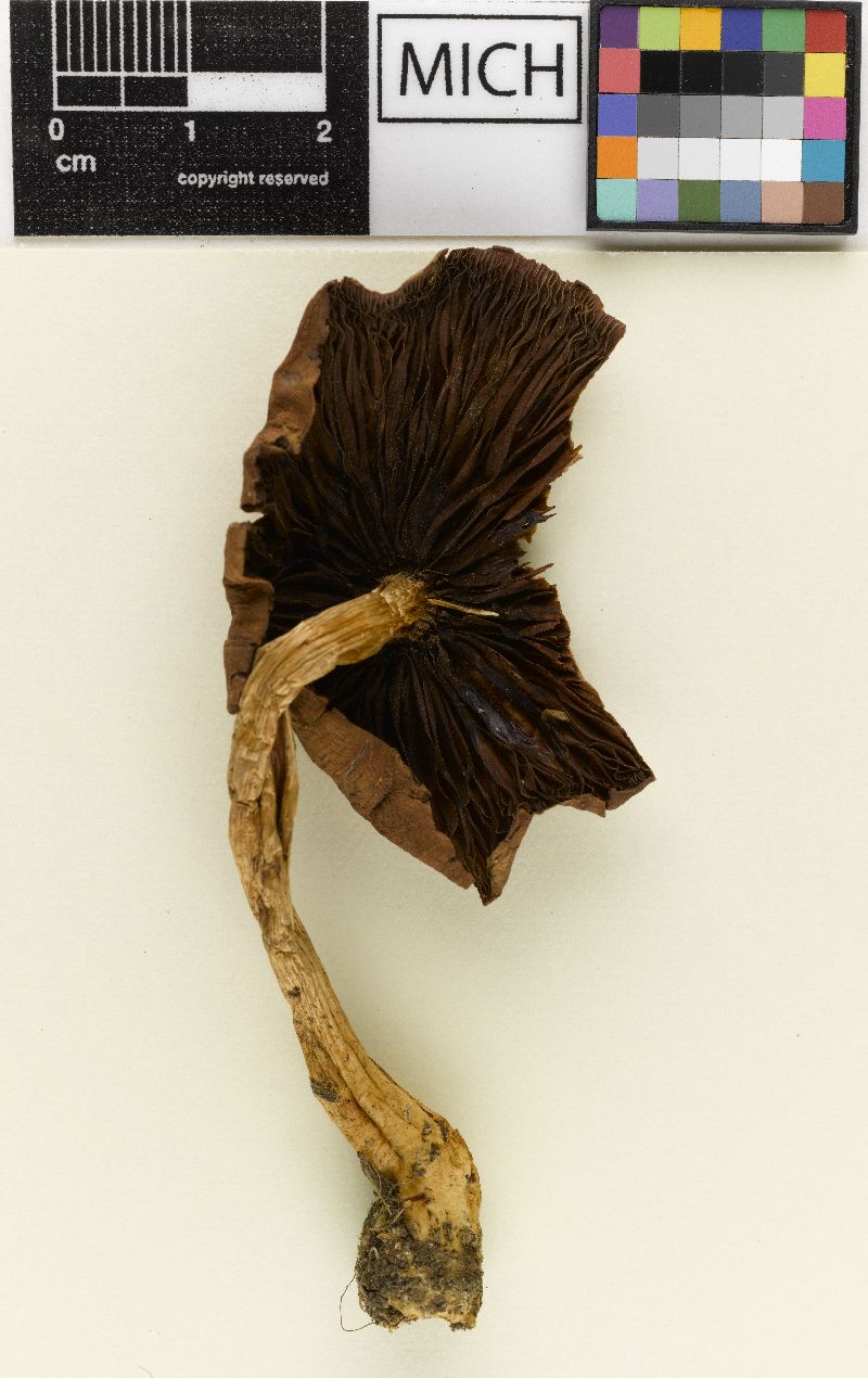 Psathyrella renispora image