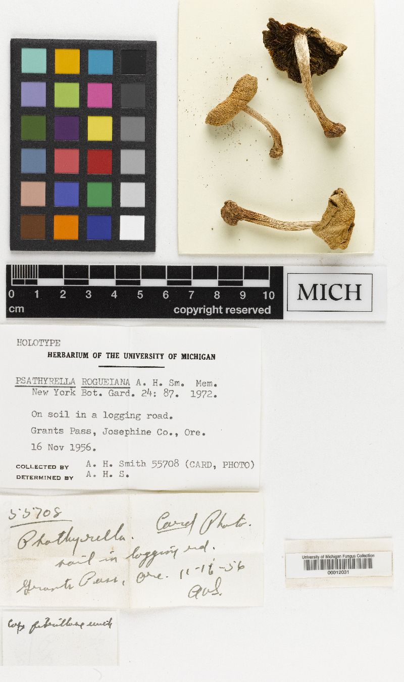 Psathyrella rogueiana image
