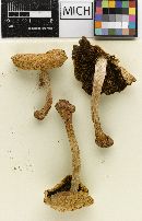 Psathyrella rogueiana image