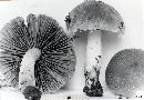 Psathyrella rogueiana image