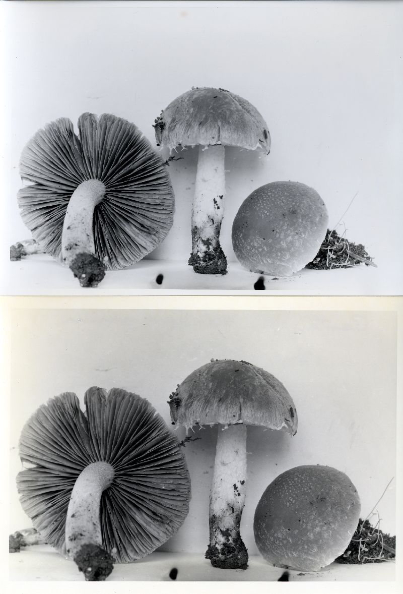 Psathyrella rogueiana image