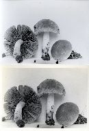 Psathyrella rogueiana image