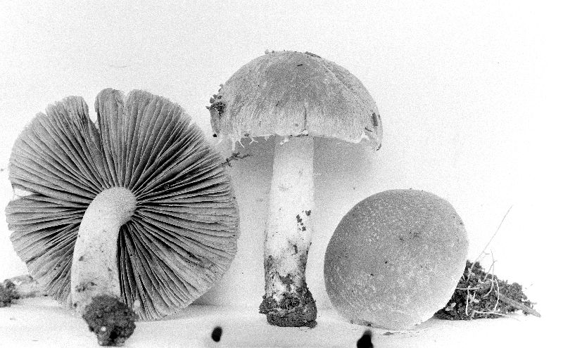 Psathyrella rogueiana image